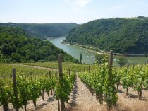 8 Day Tour Rhine Walking: Rüdesheim – Koblenz